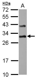 DENR / Density Regulated Antibody