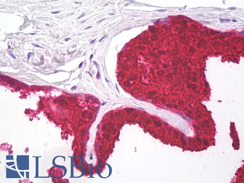 PathPlus™ KLK3 / PSA Antibody (clone 3E6)
