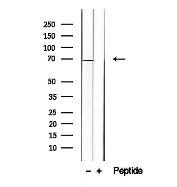 INSIG1 Antibody