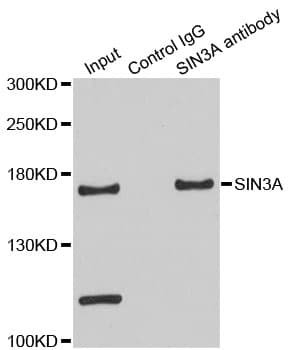 SIN3A Antibody (aa1-120)