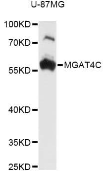 MGAT4C Antibody