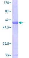 Human MIS12 Protein (Recombinant GST)