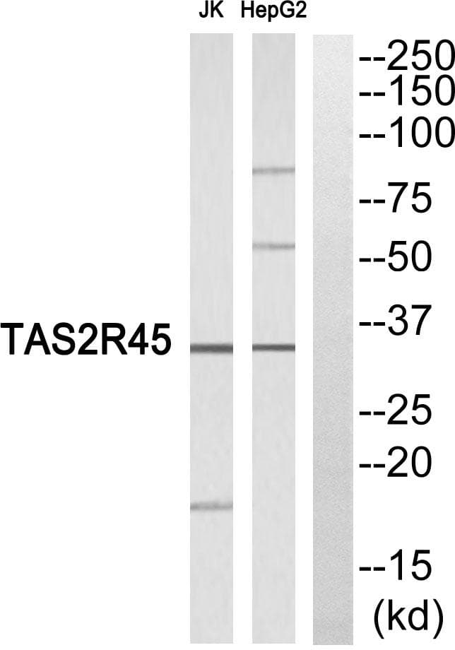 TAS2R45 Antibody