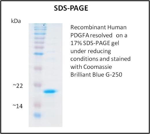 Human PDGF-AA Protein (Recombinant)