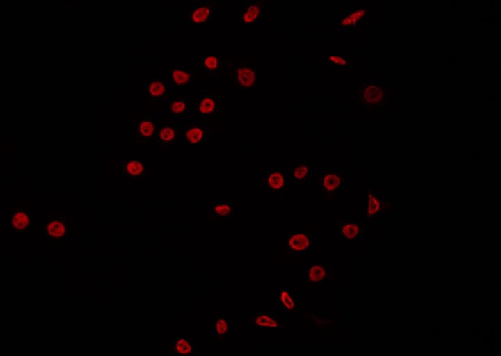 NKX6-3 Antibody