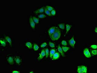 QIP1 / KPNA4 Antibody
