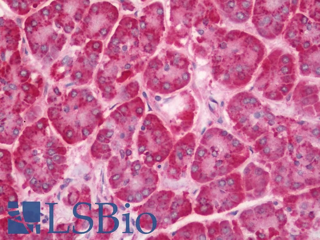 IHC-plus™ SLC1A7 / EAAT5 Antibody