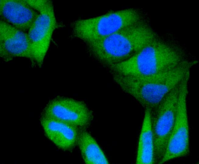 PRKCA / PKC-Alpha Antibody