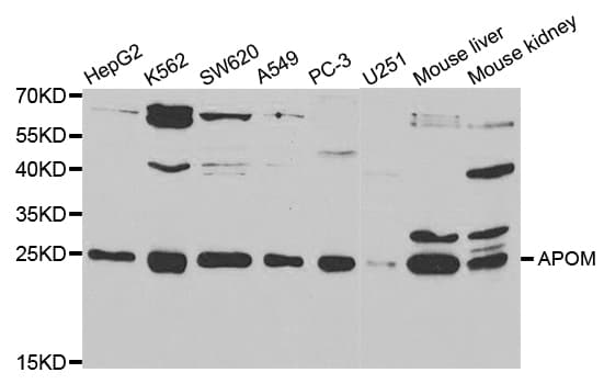 APOM / Apolipoprotein M Antibody