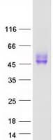 Human CD200 Protein (Recombinant Myc-DDK (Flag))