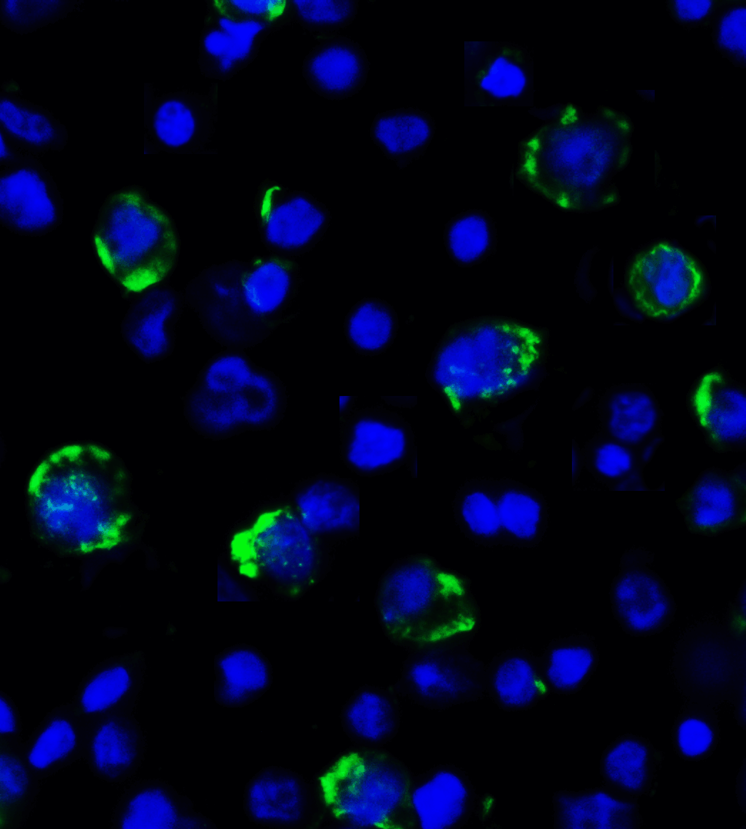 LAG3 Antibody (clone 1G4)