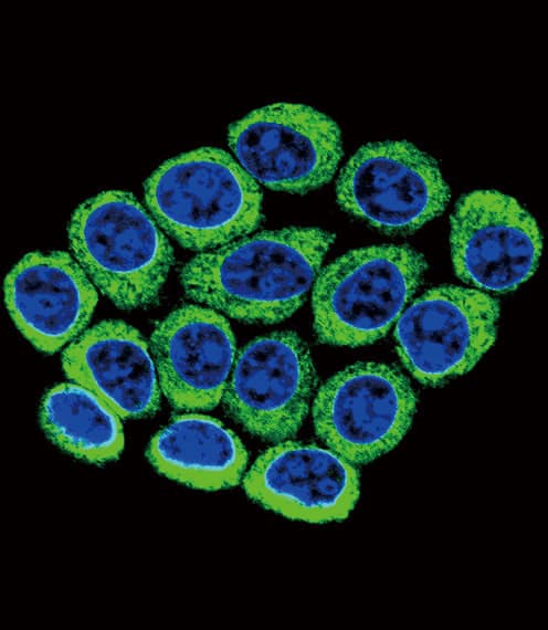 IHC-plus™ Polyclonal Rabbit anti-Human CYP2B6 Antibody (aa235-263, IHC, IF, WB)