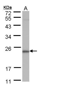 POLR2G / RPB7 Antibody (aa1-122)
