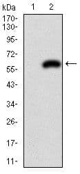 PDX1 Antibody (clone 5A5)