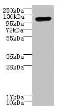 STOX1 Antibody