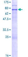 Human EPSTI1 Protein (Recombinant GST)