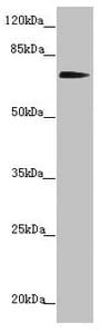 KIZ / PLK1S1 Antibody