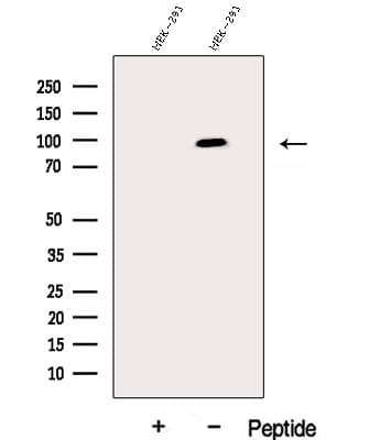 DHX15 Antibody
