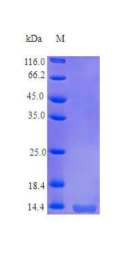 Human TNFSF18 / GITRL Protein (Recombinant)