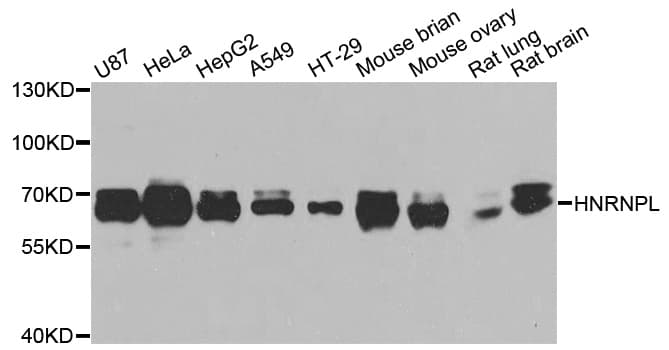 HNRNPL / hnRNP L Antibody