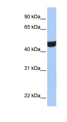 ZNF550 Antibody (aa130-179)