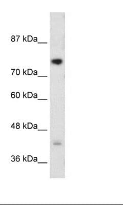 DCST1 Antibody (C-Terminus)
