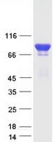 Human AMOT / Angiomotin Protein (Recombinant Myc-DDK (Flag))