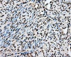 PTPRE / PTP Epsilon Antibody (clone OTI3D4, Carrier-free)