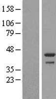 DDRGK1 Protein (Over-Expression Lysate Myc-DDK (Flag))