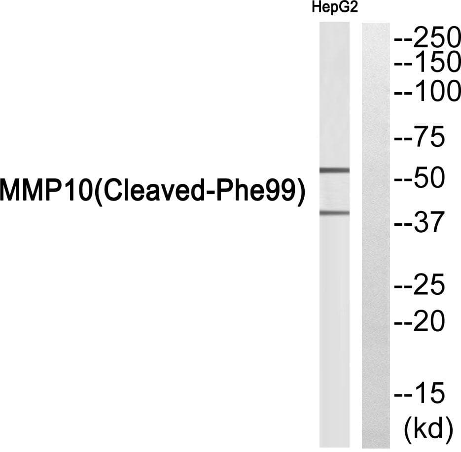 MMP10 Antibody (Cleaved-Phe99)