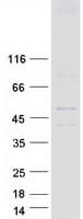Human Skn / HHAT Protein (Recombinant Myc-DDK (Flag))