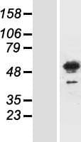 MEIS3 Protein (Over-Expression Lysate Myc-DDK (Flag))