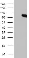 DGKA Antibody (clone OTI6B3)