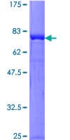 Human MAPK8 / JNK1 Protein (Recombinant GST)
