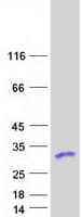 Human RPS5 / Ribosomal Protein S5 (Recombinant Myc-DDK (Flag))