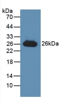GSTA3 Antibody (aa1-222)