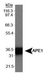 APEX1 / APE1 Antibody (Biotin)