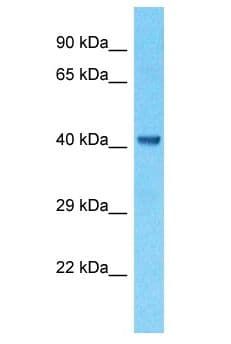 CKMT1B Antibody (aa104-153)