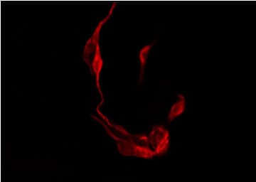 FGF23 Antibody
