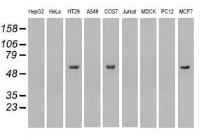 NRBP1 / NRBP Antibody (clone OTI2H1)