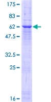 Human ARGFX Protein (Recombinant GST)