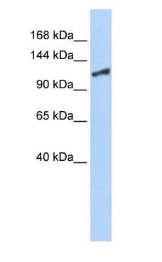 SMARCA1 / SWI Antibody (N-Terminus)