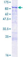 Human CCDC138 Protein (Recombinant GST)