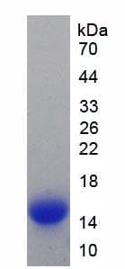 Mouse HAMP / Hepcidin Protein (Recombinant His, N-Terminal)