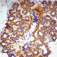 ACTB / Beta Actin Antibody
