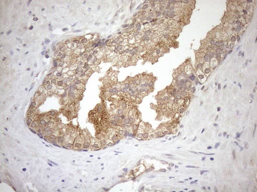 Monoclonal Mouse anti-Human NGDN Antibody (clone OTI1H4, IHC, WB)