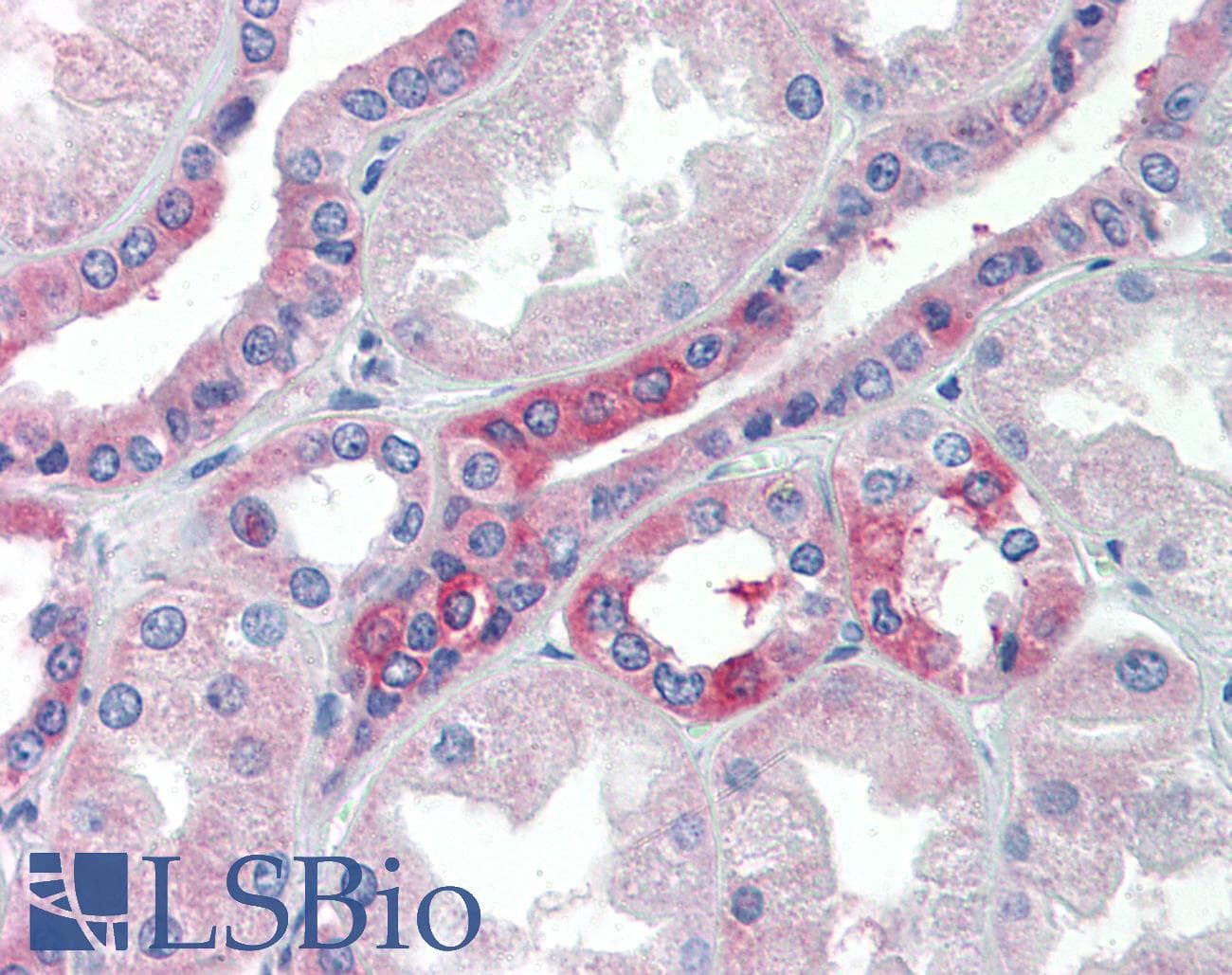 SLC25A28 Antibody (aa290-339)