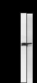 Monoclonal Mouse anti-Human TFAP2A / AP-2 Antibody (clone 959C2a, WB)