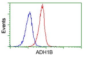 ADH2 / ADH1B Antibody (clone OTI1H7)