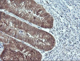PSMB7 Antibody (aa58-277, clone OTI1D1, Carrier-free)